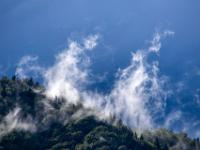 Zwei Wolkenschwadensäulen steigen aus dem Bergwald auf